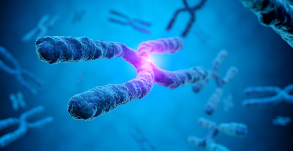 Research on the X chromosome opens up new possibilities for the fight against Alzheimer’s disease